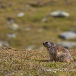 Marmotta delle Alpi (Marmota marmota)