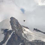 Gracchi alpini sul Gran Paradiso