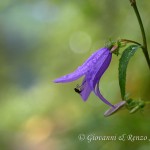 Campanula