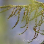 Crociere (Loxia curvirostra)