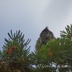 Cincia dal ciuffo (Lophophanes cristatus)