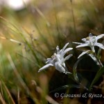 Stella alpina (Leontopodium alpinum)