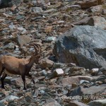 Stambecco (Capra ibex)