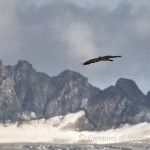 Gipeto (Gypaetus barbatus) con sullo sfondo il ghiacciaio del Gran Paradiso