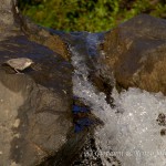 Merlo acquaiolo (Cinclus cinclus)