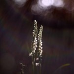 Spiranthes spiralis