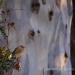 Pettirosso (Erithacus rubecula)