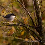 Occhiocotto in autunno