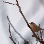 Passera scopaiola (Prunella modularis)