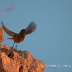 Codirosso spazzacamino al tramonto sulle rupi murgiane