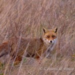 Volpe (Vulpes vulpes)