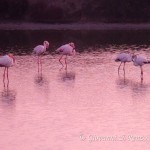 Fenicotteri rosa (Phoenicopterus roseus)