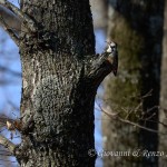 Picchio rosso mezzano (Dendrocoptes medius)