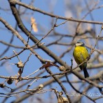 Cinciarella (Cyanistes caeruleus)