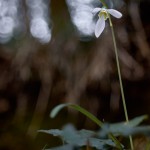 Bucaneve (Galanthus nivalis)