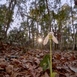 Bucaneve (Galanthus nivalis)