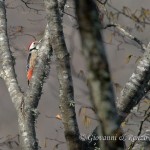 Picchio rosso mezzano (Dendrocoptes medius)