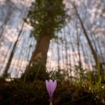 Crocus neapolitanus