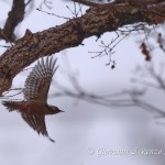 Picchio rosso mezzano (Dendrocoptes medius)