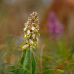 Barlia robertiana (Himantoglossum robertianum)