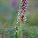 Barlia robertiana (Himantoglossum robertianum)