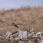 Poiane sulle rupi della Murgia