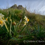Narcissus tazetta ai piedi della rupe
