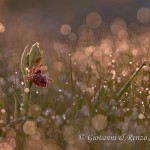 Ophrys sipontensis