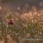 Ophrys sipontensis