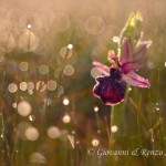 Ophrys murgiana