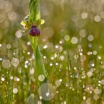 Ofride garganica (Ophrys passionis subsp. garganica)