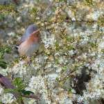 Sterpazzolina comune (Sylvia cantillans)