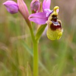 Ofride negletta (Ophrys tenthredinifera subsp. neglecta)