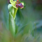 Ofride fior di bombo (Ophrys bombyliflora)