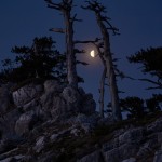 Una mezza luna tra i loricati