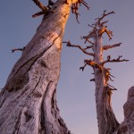 L'alba di riflette sull'argento