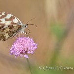 Melanargia galathea