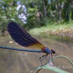 Damigella (Calopteryx splendens)
