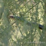 Biacco carbone (Hierophis carbonarius)
