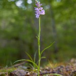 Concordia (Dactylorhiza maculata)