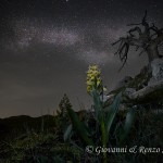 Orchide samucina sotto la via lattea