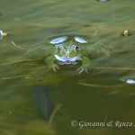 Pelophylax sp. e Tritone crestato italiano