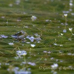 Pelophylax sp. in accoppiamento