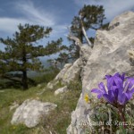 Campanula graminifolia (Edraianthus graminifolius)