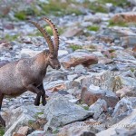 Stambecco (Capra ibex)