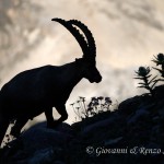 Stambecco (Capra ibex)