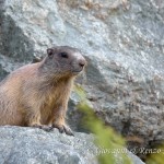Marmotta delle Alpi (Marmota marmota)