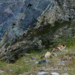 Ermellino (Mustela erminea)