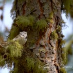 Cincia dal ciuffo (Lophophanes cristatus)