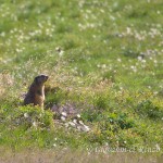 Marmotta delle Alpi (Marmota marmota)